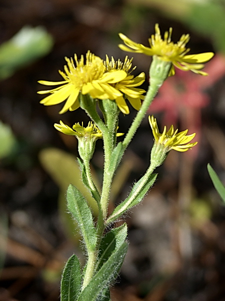 Chrysopsis mariana