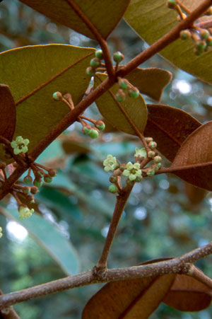 Chrysophyllum oliviforme