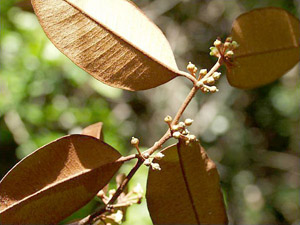 Chrysophyllum oliviforme