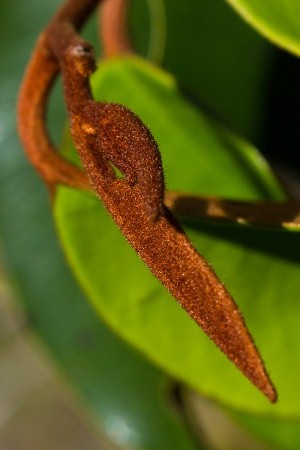 Chrysophyllum oliviforme