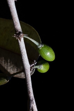 Chrysophyllum oliviforme