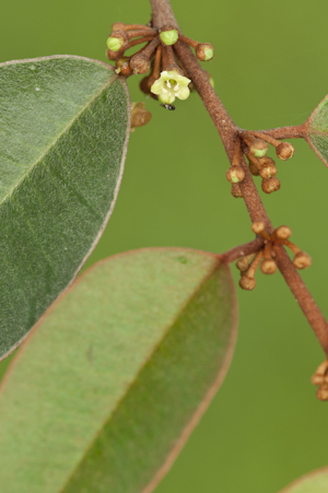 Chrysophyllum oliviforme