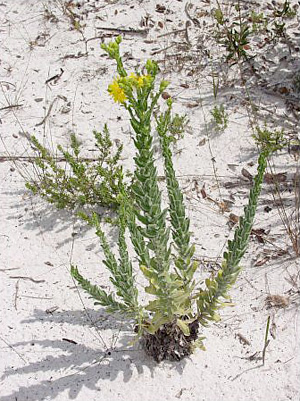 Chrysopsis scabrella