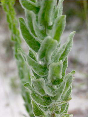 Chrysopsis scabrella