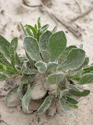 Chrysopsis scabrella