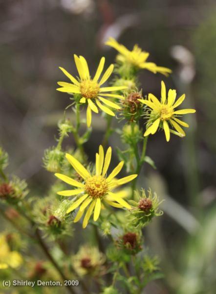 Chrysopsis subulata