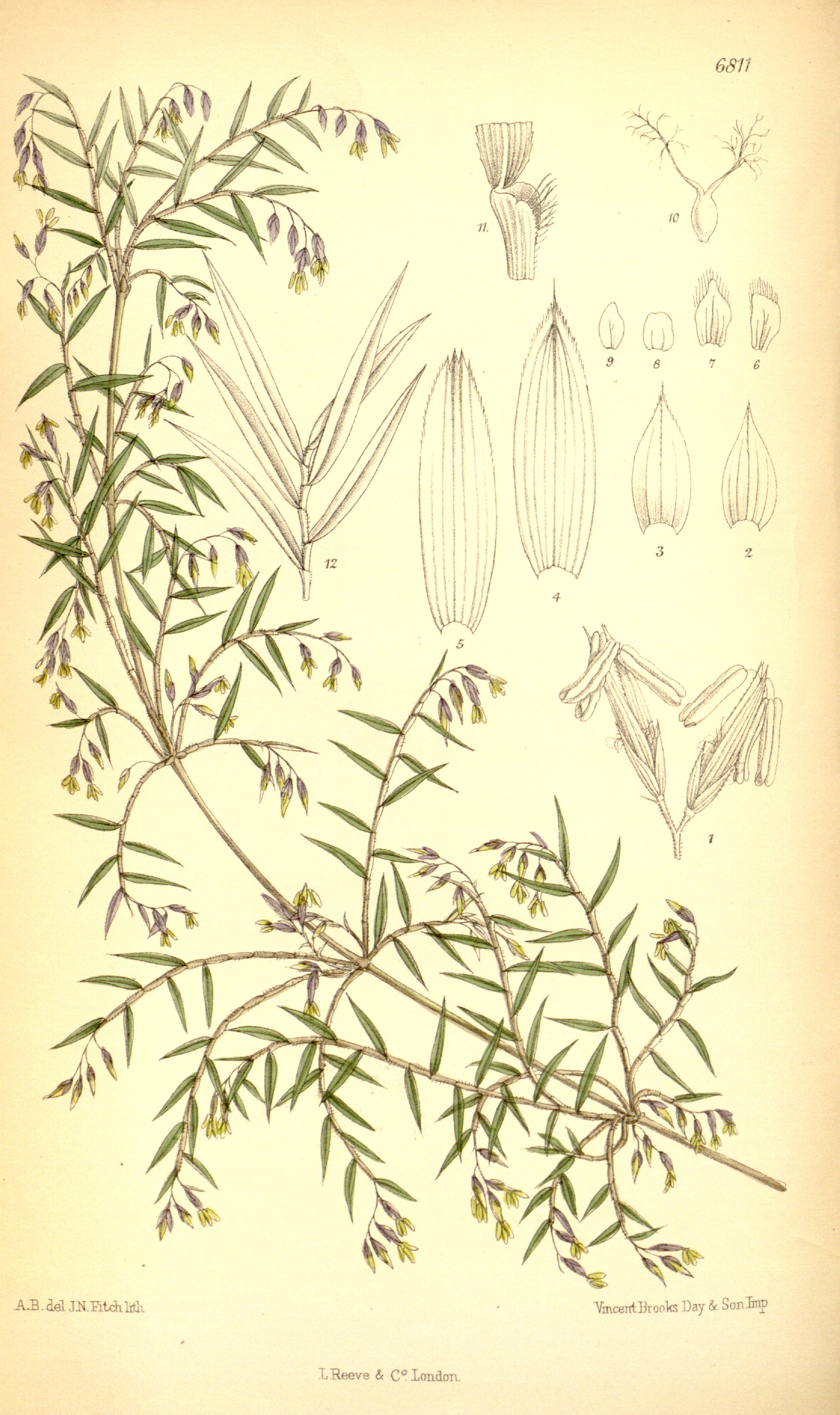 Chusquea abietifolia
