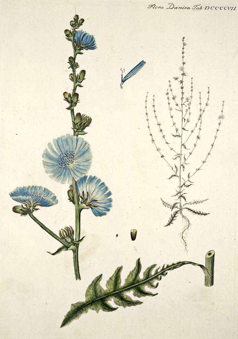 Cichorium intybus