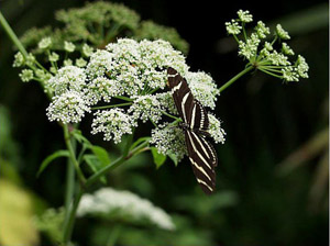 Cicuta maculata