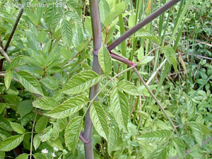 Cicuta maculata