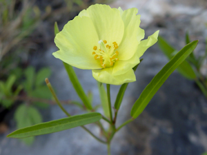 Cienfuegosia yucatanensis