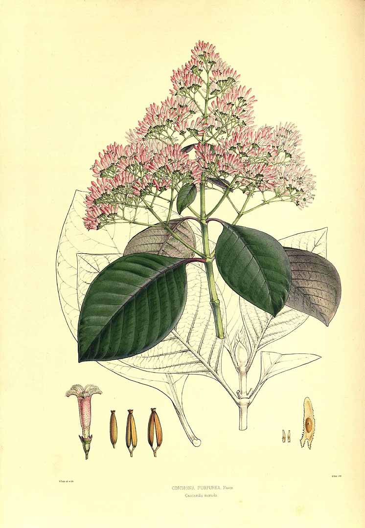 Cinchona pubescens