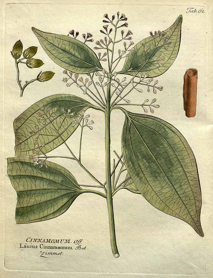 Cinnamomum verum