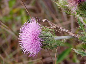 Cirsium horridulum