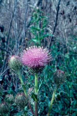 Cirsium horridulum