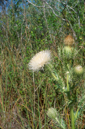 Cirsium horridulum