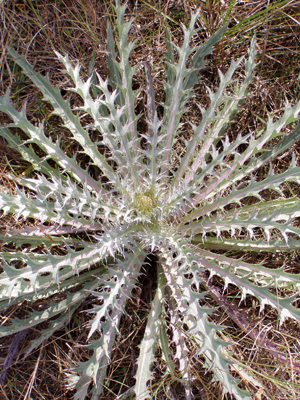 Cirsium horridulum