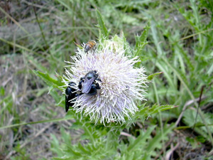 Cirsium horridulum