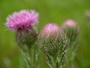 Cirsium horridulum