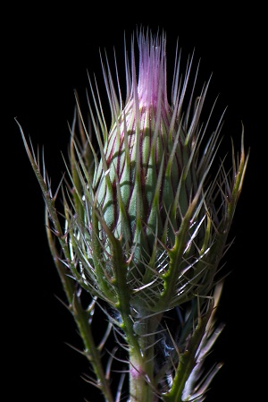 Cirsium horridulum