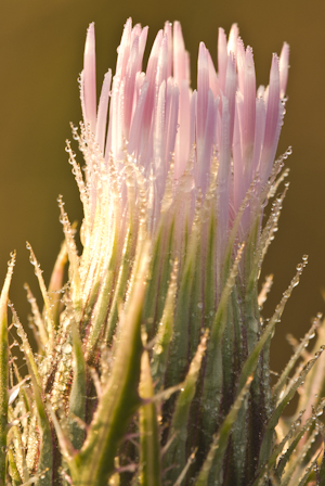 Cirsium horridulum