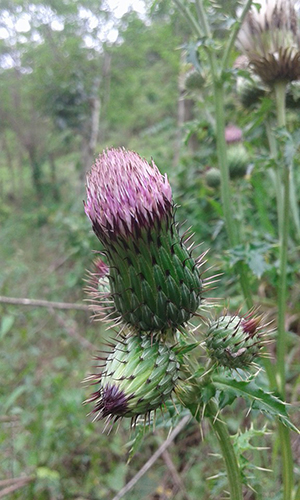 Cirsium mexicanum