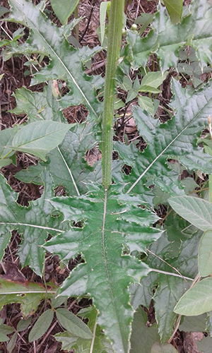 Cirsium mexicanum