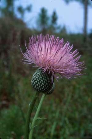 Cirsium nuttallii