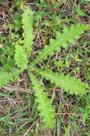 Cirsium nuttallii