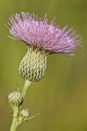 Cirsium nuttallii