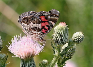 Cirsium nuttallii