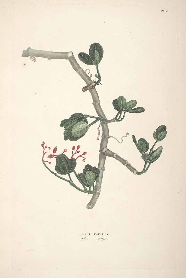 Cissus obovata