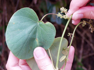 Cissampelos pareira