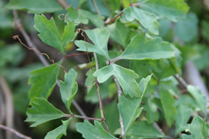 Cissus trifoliata