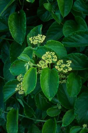 Cissus verticillata