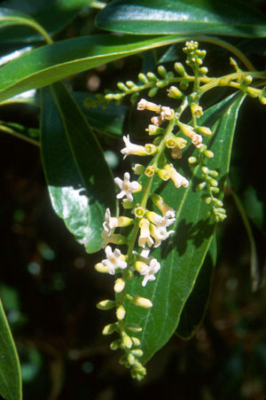 Citharexylum spinosum