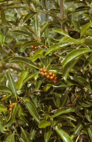 Citharexylum spinosum