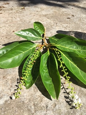 Citharexylum spinosum