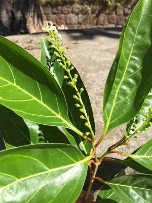 Citharexylum spinosum