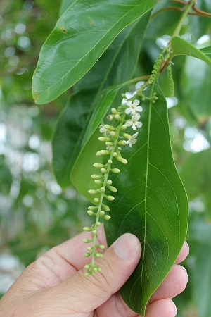 Citharexylum spinosum