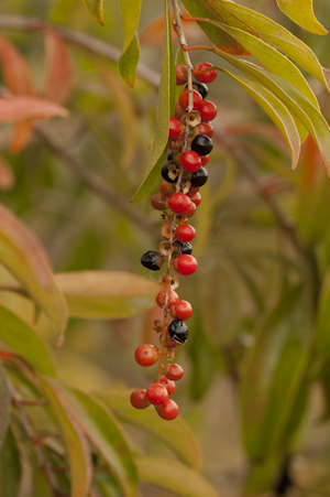 Citharexylum spinosum