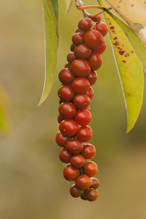 Citharexylum spinosum