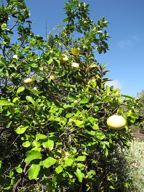 Citrus maxima