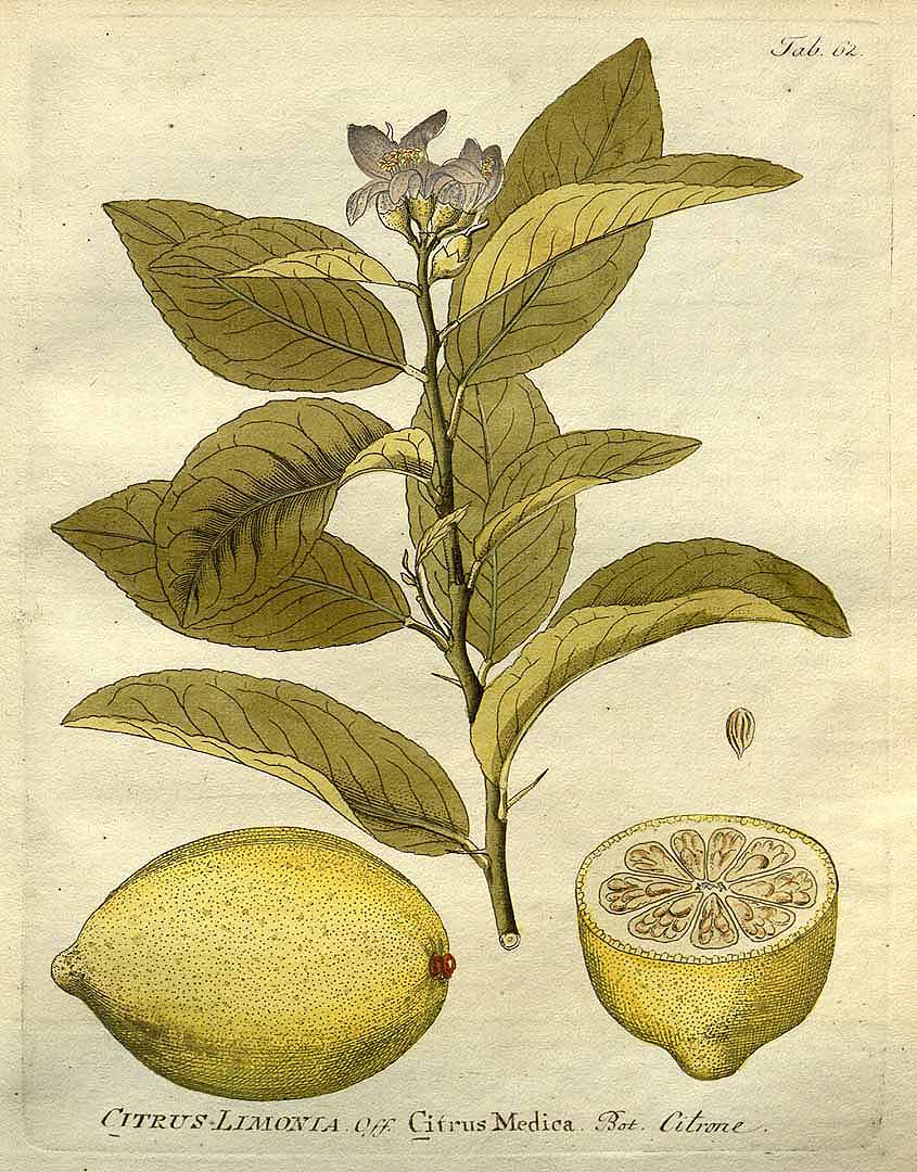 Citrus medica