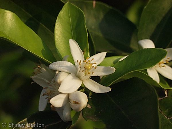 Citrus sinensis