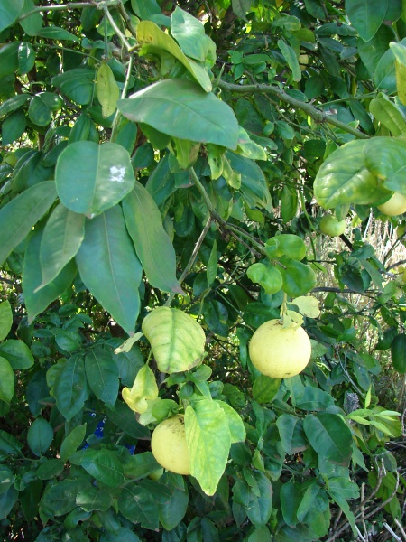 Citrus x paradisi