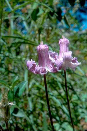 Clematis baldwinii