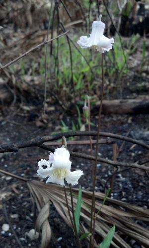 Clematis baldwinii