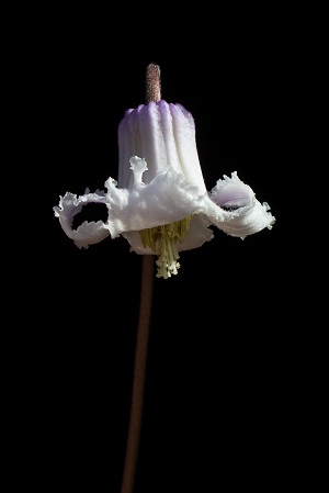 Clematis baldwinii