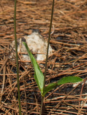 Clematis baldwinii